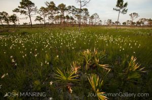 Josh Manring Photographer Decor Wall Art -  Florida Everglades -38.jpg